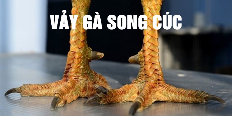 Các loại vảy gà song cúc ở chiến kê