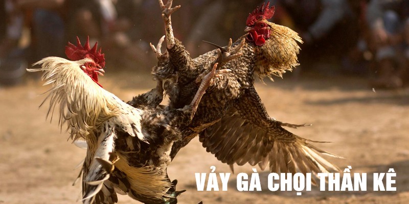 Các dạng vảy gà chọi chiến kê phổ biến