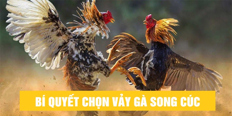 Kinh nghiệm chọn vảy gà song cúc