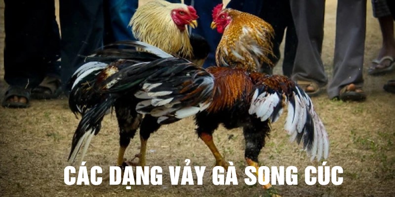 Đa dạng loại vảy gà song cúc