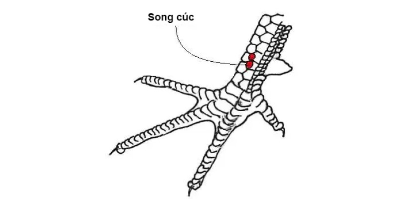 Vảy Gà Song Cúc - Bí Quyết Lựa Chọn Chiến Kê Mạnh Mẽ 100%